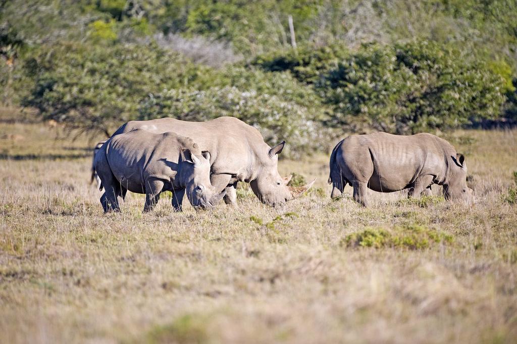 Buyskloof Hlosi Game Lodge - Amakhala Game Reserve מראה חיצוני תמונה