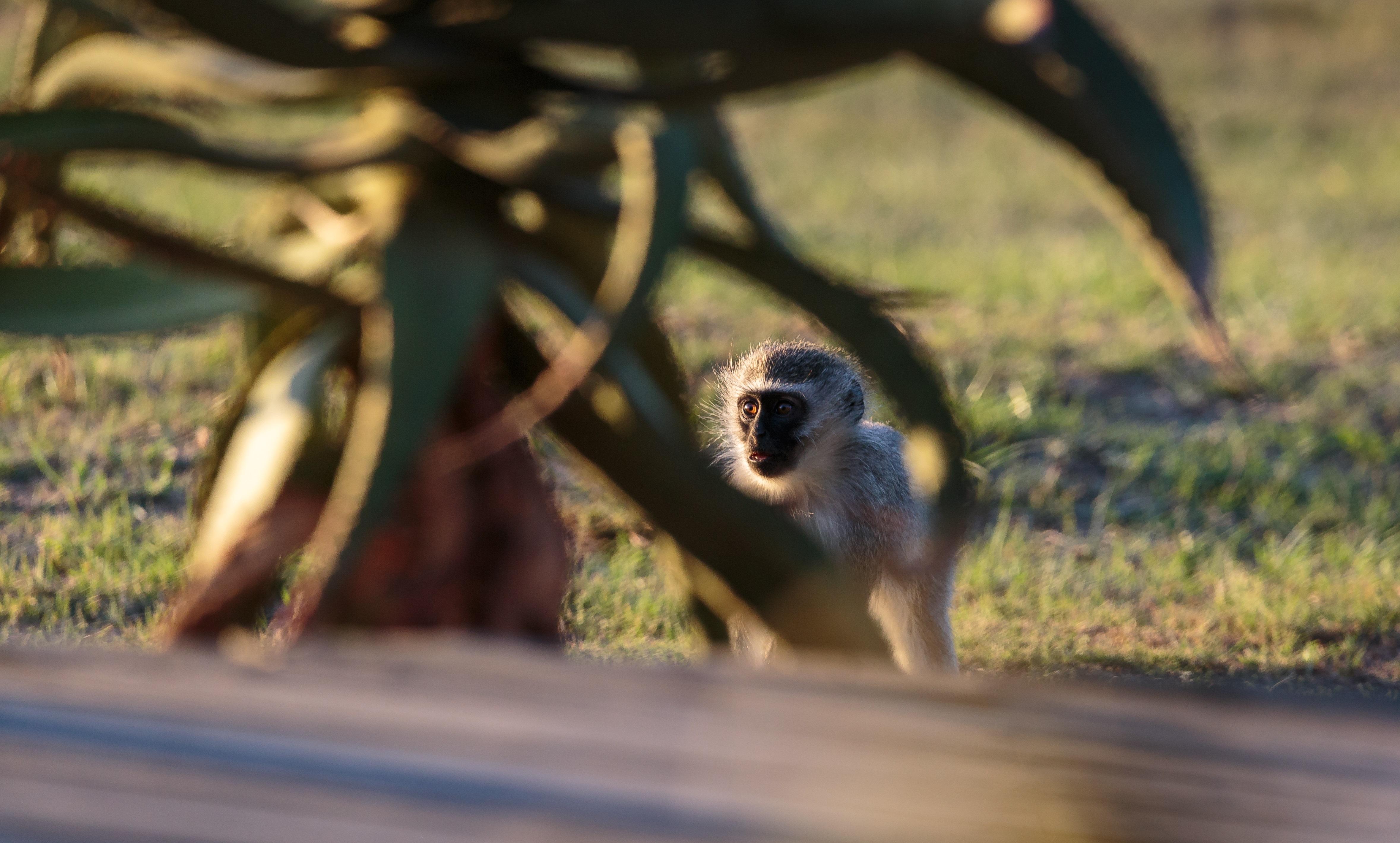 Buyskloof Hlosi Game Lodge - Amakhala Game Reserve מראה חיצוני תמונה