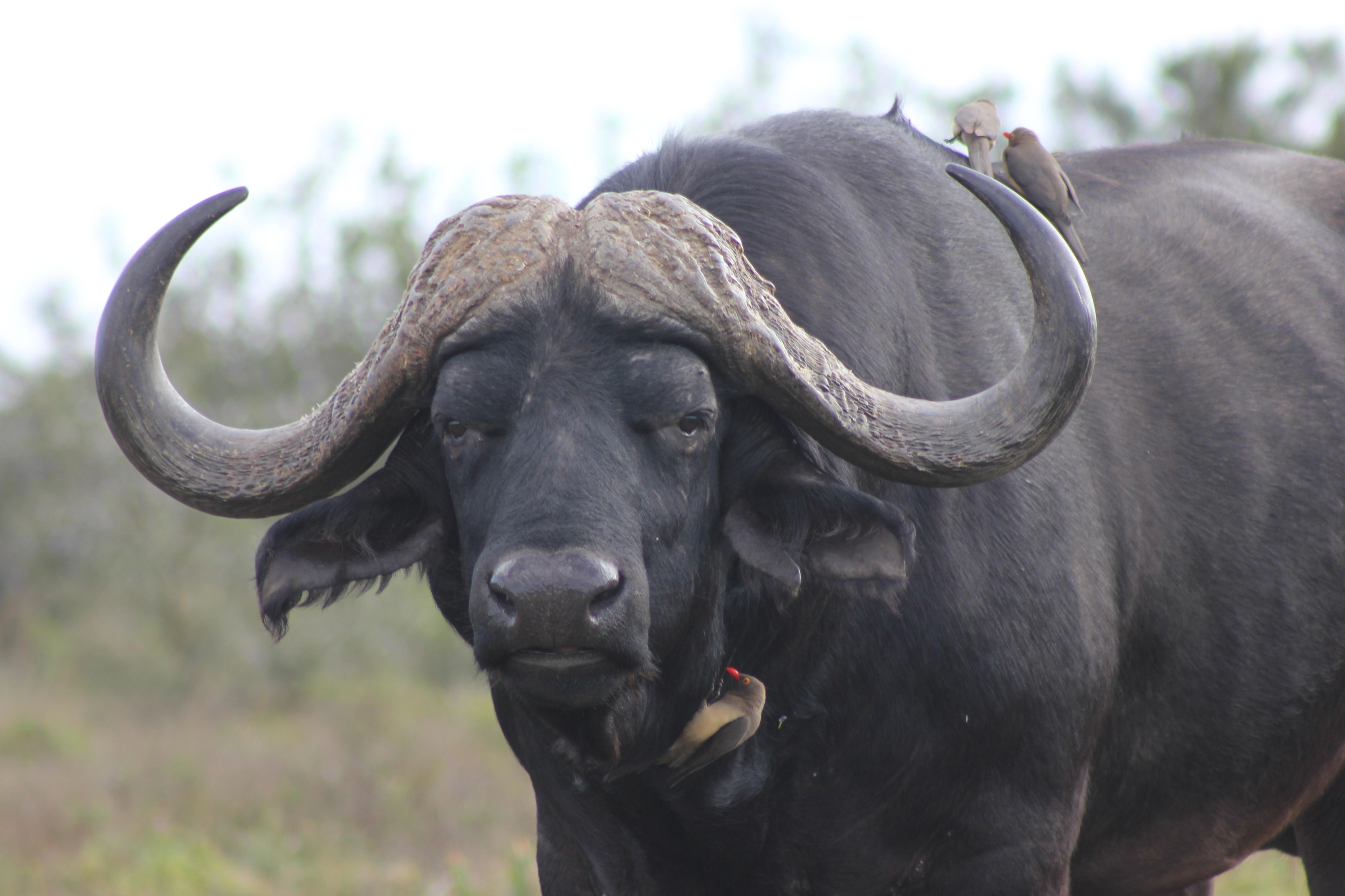 Buyskloof Hlosi Game Lodge - Amakhala Game Reserve מראה חיצוני תמונה