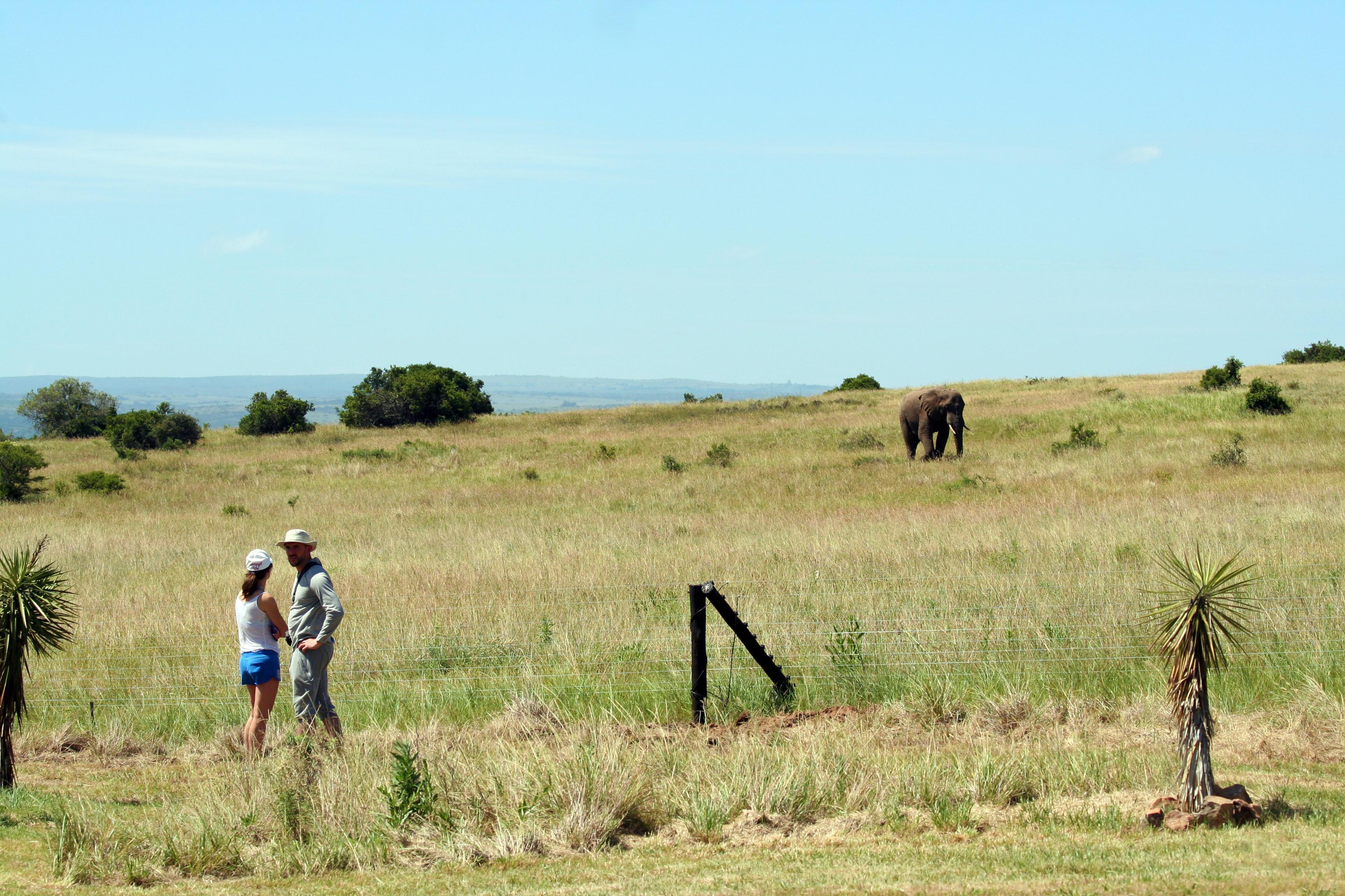 Buyskloof Hlosi Game Lodge - Amakhala Game Reserve מראה חיצוני תמונה