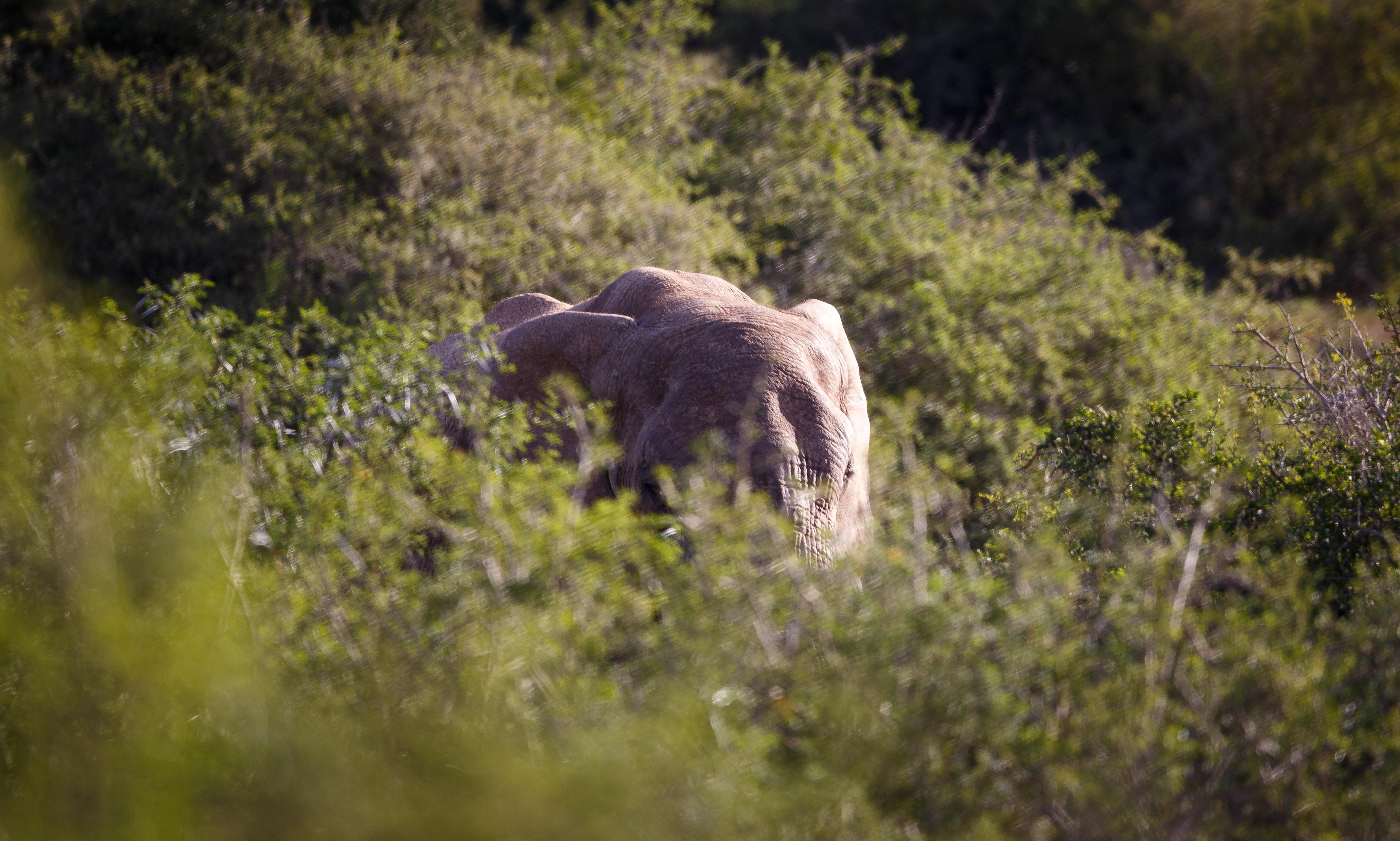 Buyskloof Hlosi Game Lodge - Amakhala Game Reserve מראה חיצוני תמונה