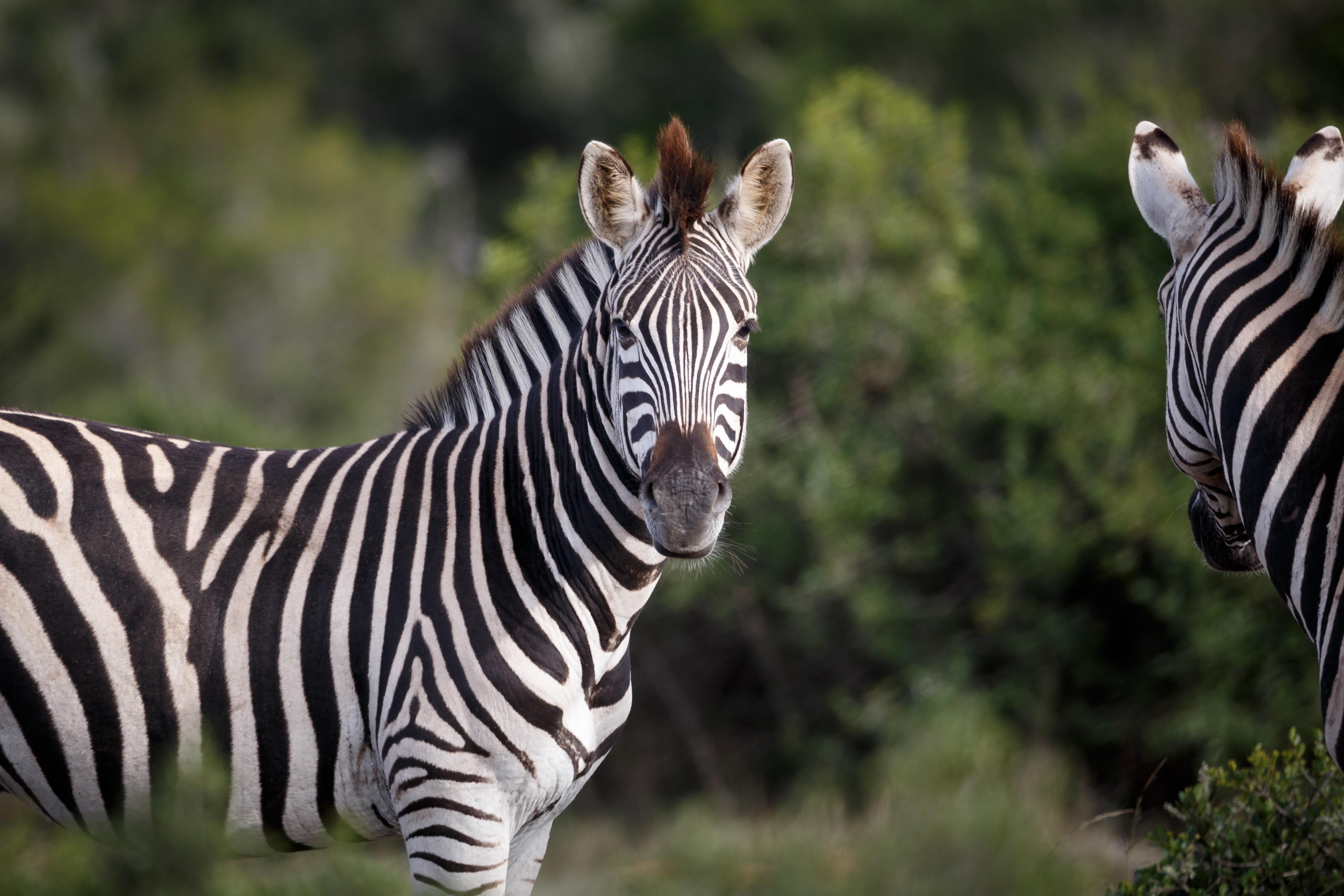 Buyskloof Hlosi Game Lodge - Amakhala Game Reserve מראה חיצוני תמונה