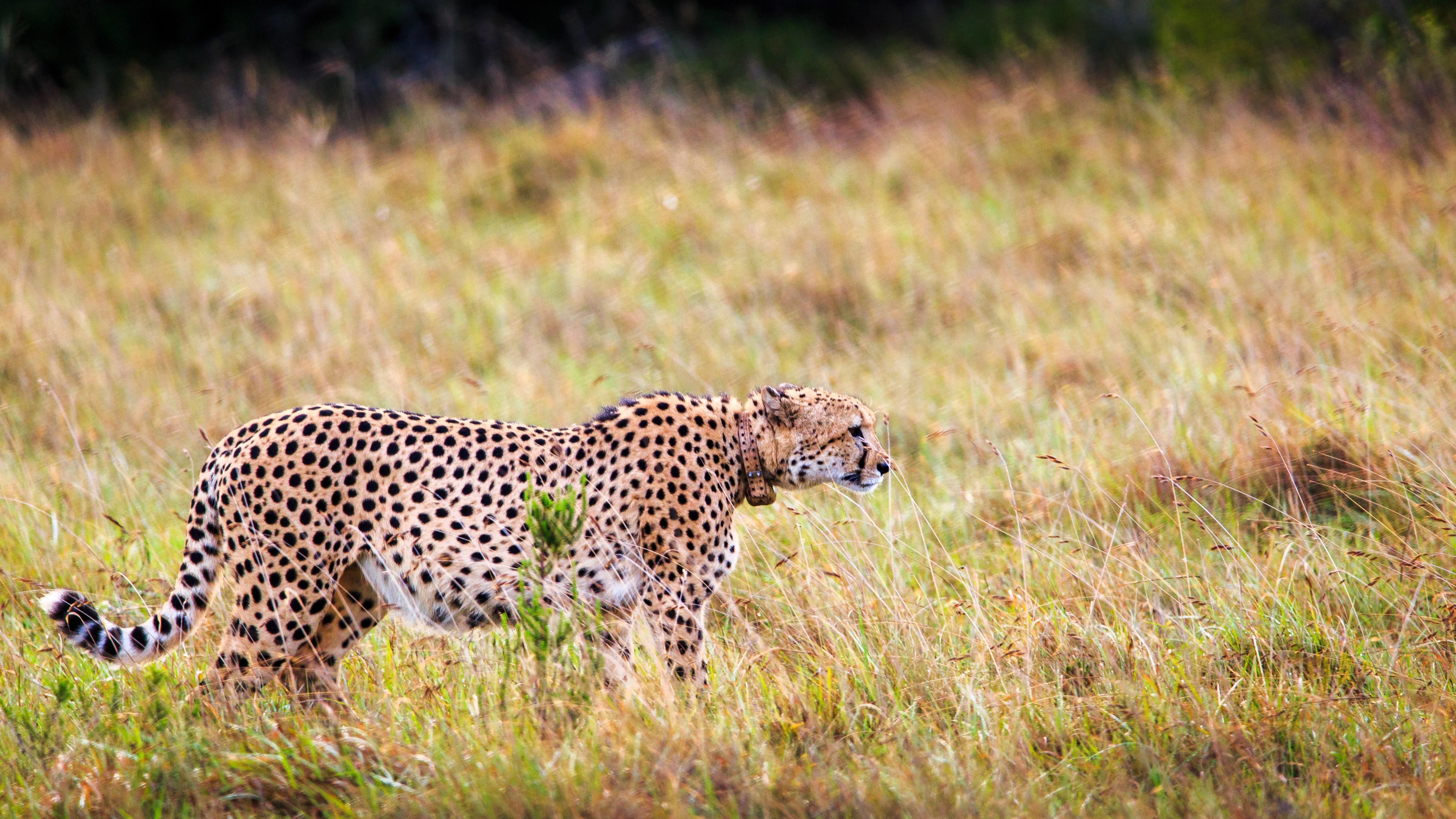 Buyskloof Hlosi Game Lodge - Amakhala Game Reserve מראה חיצוני תמונה