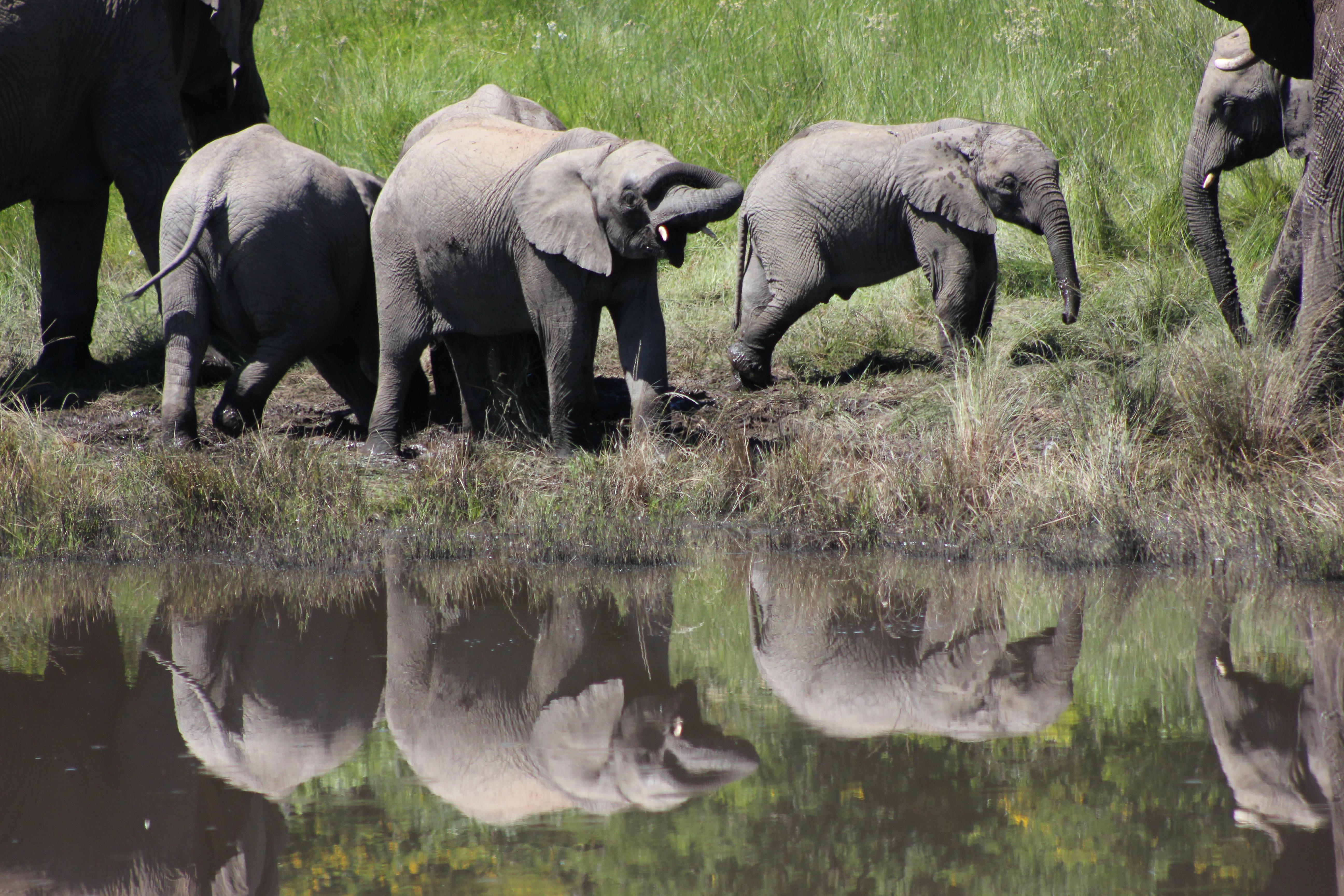 Buyskloof Hlosi Game Lodge - Amakhala Game Reserve מראה חיצוני תמונה