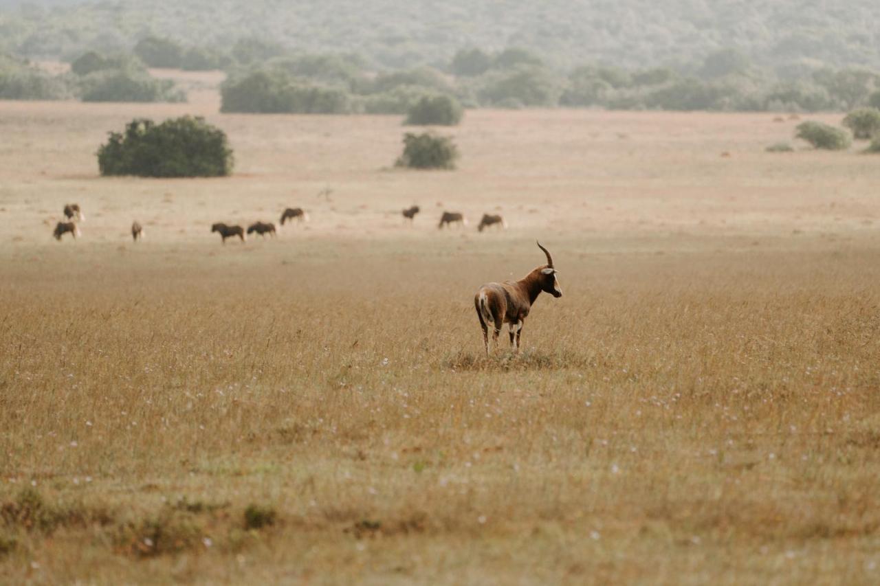 Buyskloof Hlosi Game Lodge - Amakhala Game Reserve מראה חיצוני תמונה