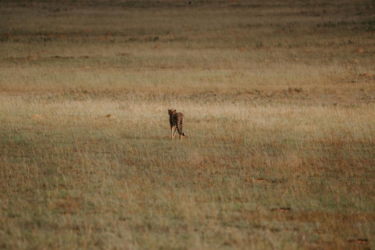 Buyskloof Hlosi Game Lodge - Amakhala Game Reserve מראה חיצוני תמונה