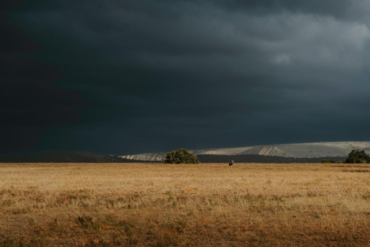 Buyskloof Hlosi Game Lodge - Amakhala Game Reserve מראה חיצוני תמונה