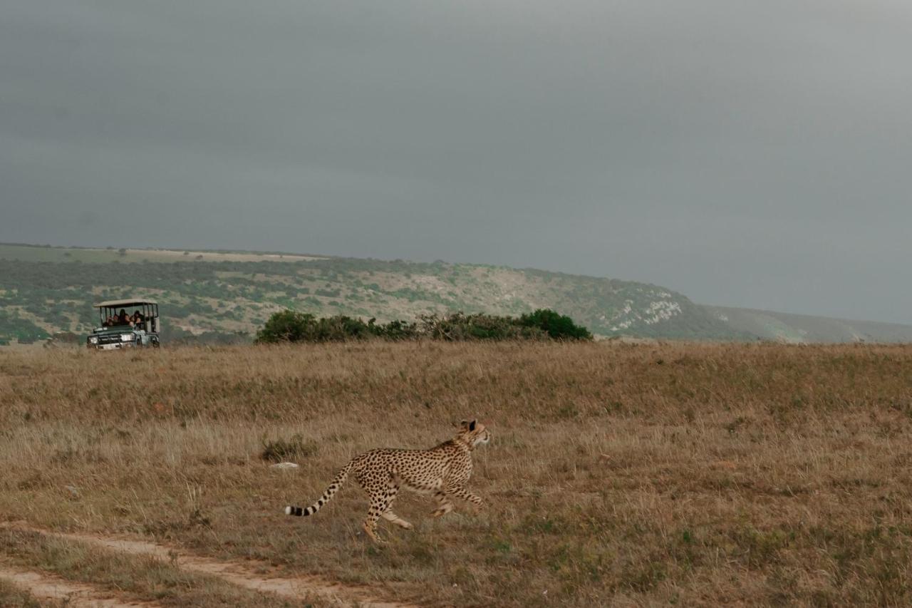 Buyskloof Hlosi Game Lodge - Amakhala Game Reserve מראה חיצוני תמונה