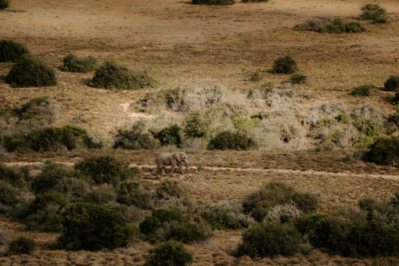 Buyskloof Hlosi Game Lodge - Amakhala Game Reserve מראה חיצוני תמונה