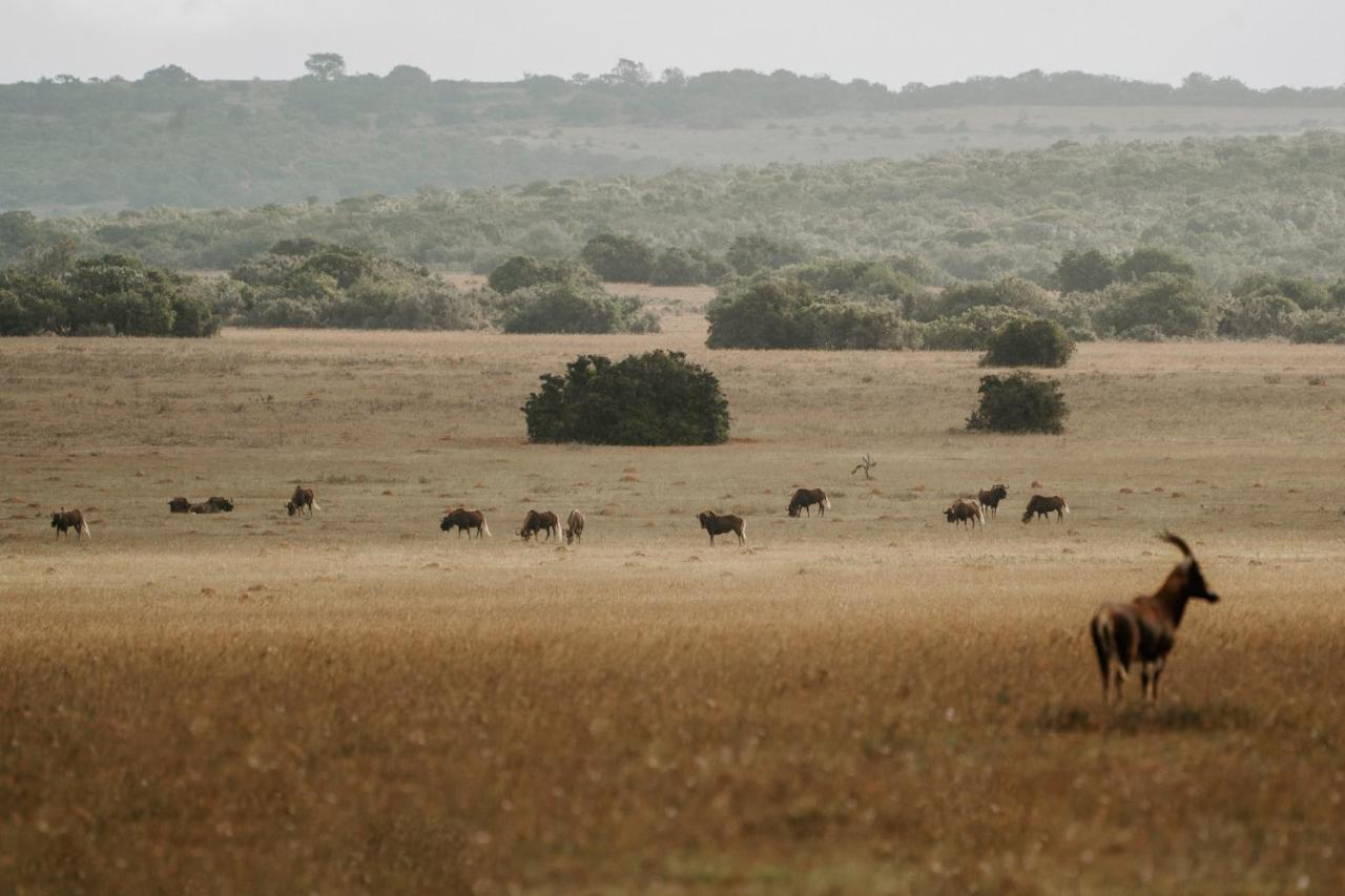 Buyskloof Hlosi Game Lodge - Amakhala Game Reserve מראה חיצוני תמונה