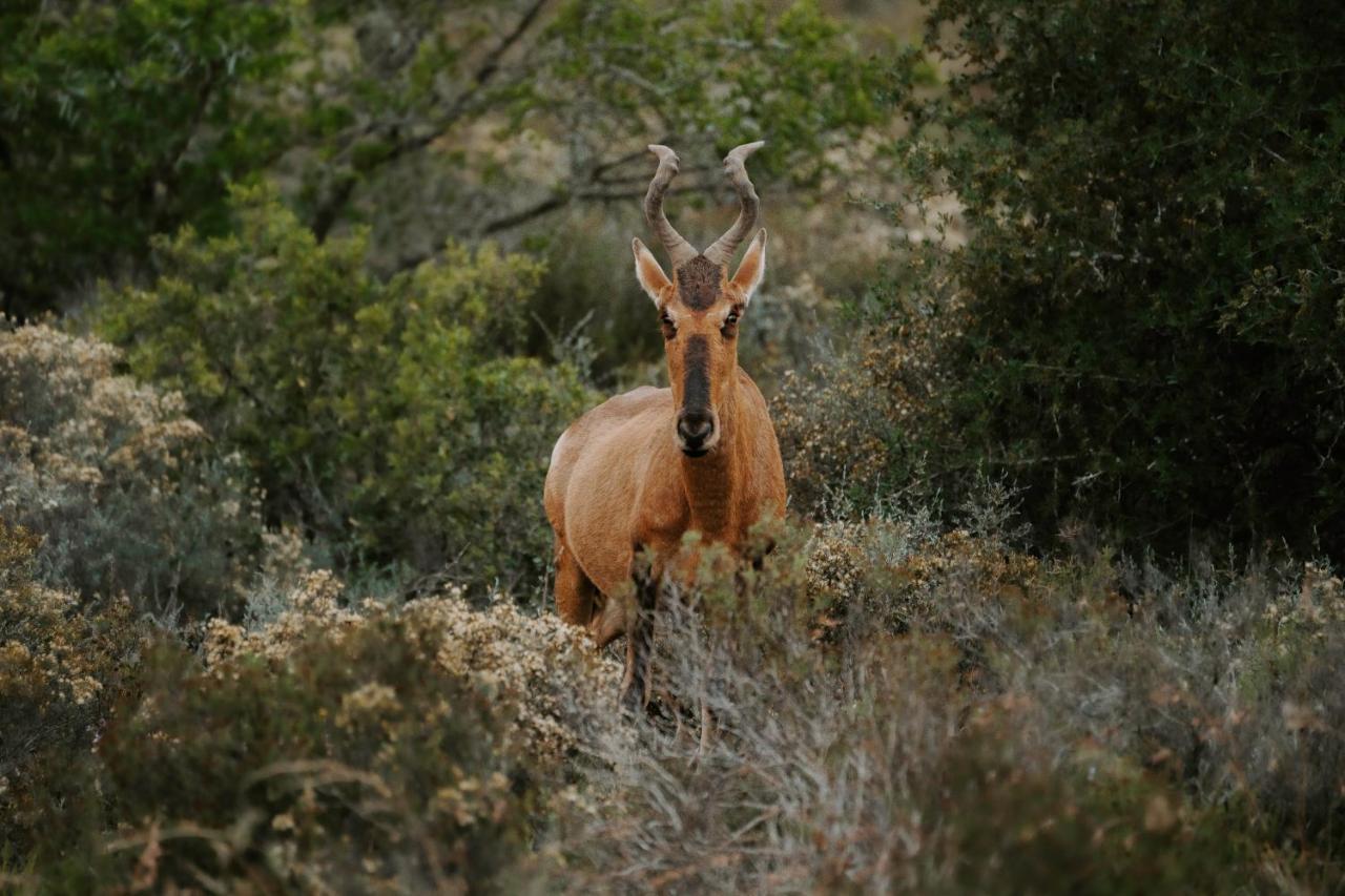 Buyskloof Hlosi Game Lodge - Amakhala Game Reserve מראה חיצוני תמונה