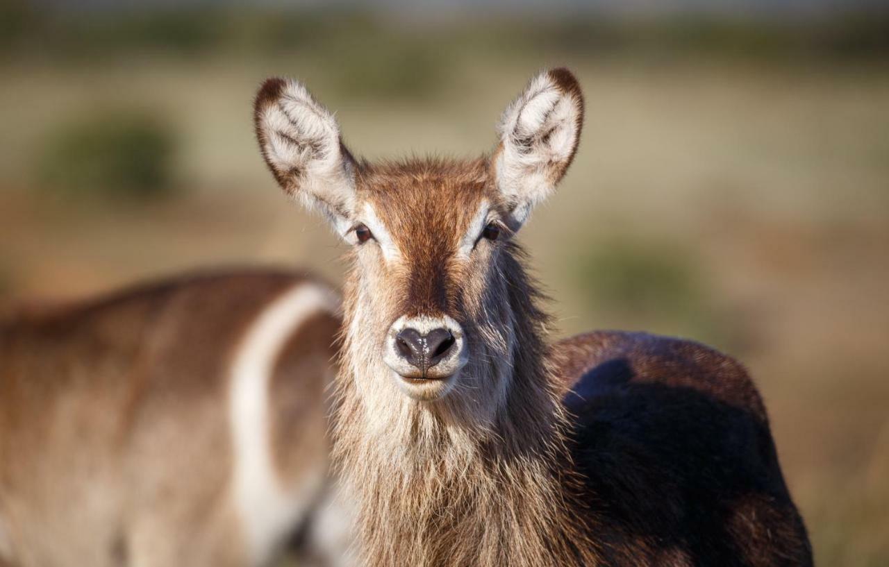 Buyskloof Hlosi Game Lodge - Amakhala Game Reserve מראה חיצוני תמונה