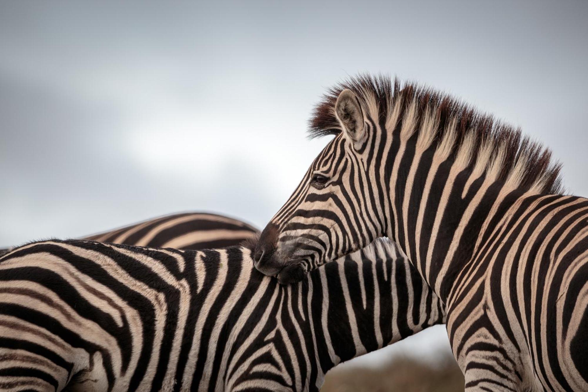 Buyskloof Hlosi Game Lodge - Amakhala Game Reserve מראה חיצוני תמונה